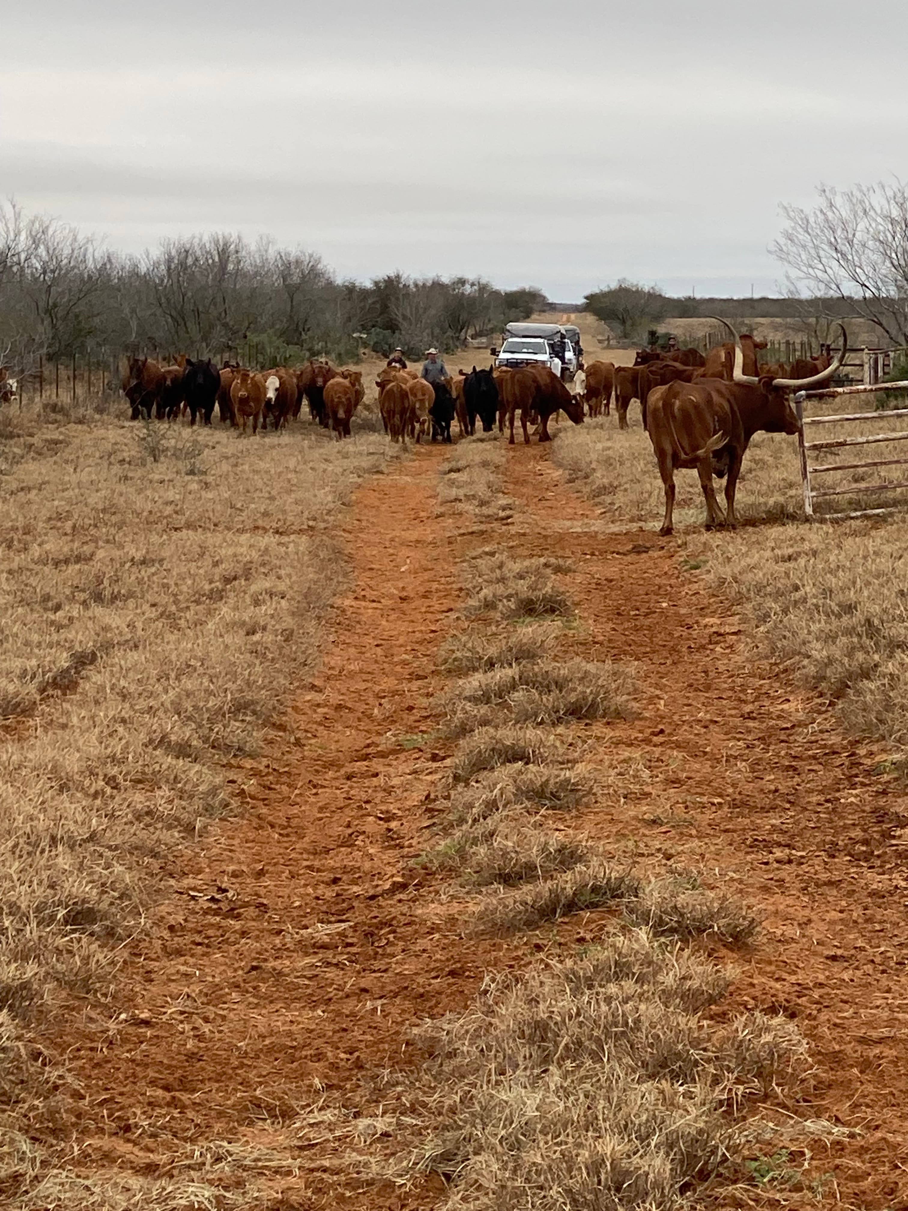 bred cows